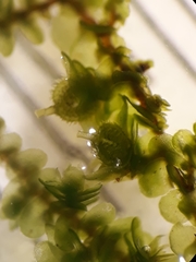 Frullania rostellata