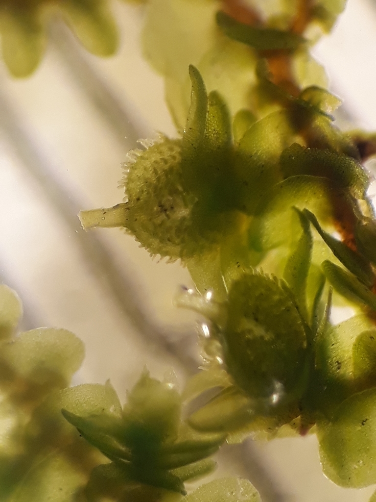 Frullania rostellata