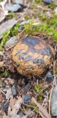 Pisolithus thermaeus