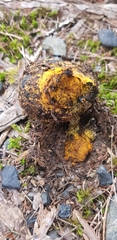 Pisolithus thermaeus
