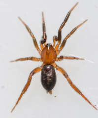 Drassyllus