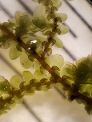 Frullania rostellata