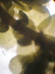 Frullania rostellata