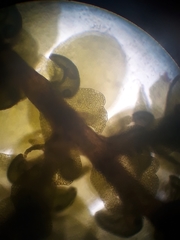 Frullania rostellata