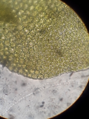 Frullania rostellata