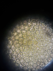 Frullania rostellata