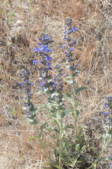 Penstemon acuminatus