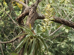 Tillandsia tillii