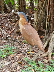 Gorsachius melanolophus