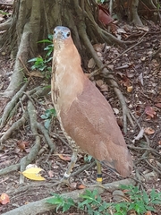 Gorsachius melanolophus