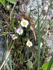 Mazus alpinus