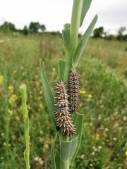 Melitaea didyma