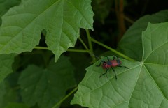 Euryphagus maxillosus