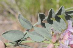 Astragalus succumbens