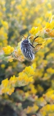 Julodis