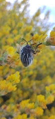 Julodis