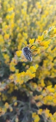 Julodis