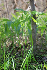 Polygonatum latifolium