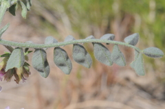 Astragalus succumbens