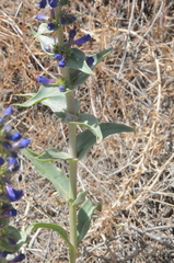 Penstemon acuminatus