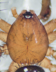 Drassyllus