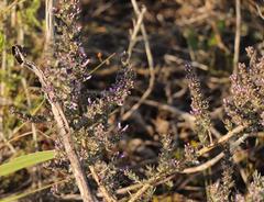 Amphithalea violacea