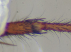 Drassyllus