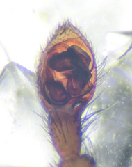 Drassyllus
