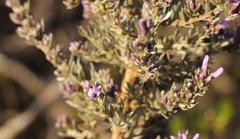 Amphithalea violacea