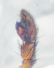 Drassyllus