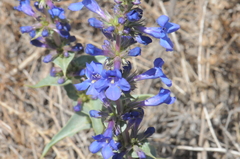 Penstemon acuminatus