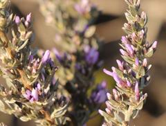 Amphithalea violacea