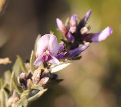 Amphithalea violacea