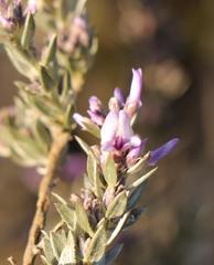 Amphithalea violacea