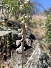 Delphinium hansenii