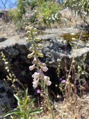 Delphinium hansenii