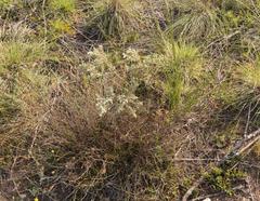 Gnidia nodiflora