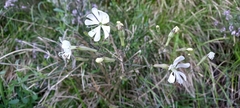 Silene nutans