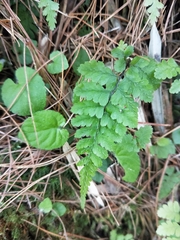 Athyrium nigripes