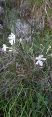 Silene nutans