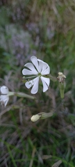 Silene nutans
