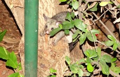 Trichosurus vulpecula arnhemensis