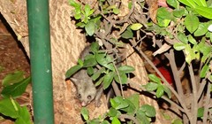 Trichosurus vulpecula arnhemensis