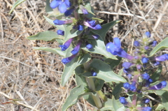 Penstemon acuminatus