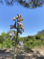Delphinium hansenii