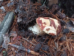 Boletus pinophilus