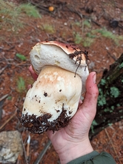 Boletus pinophilus
