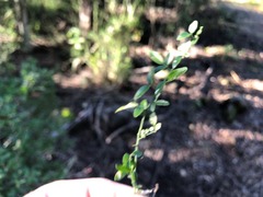 Jasminum didymum racemosum