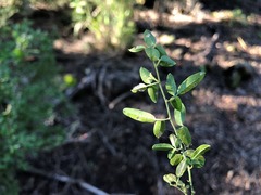 Jasminum didymum racemosum