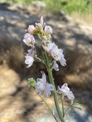 Delphinium hansenii